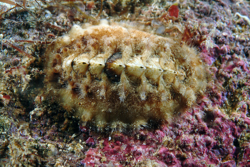 Achantochitona fascicularis ( Linne'' 1767 )